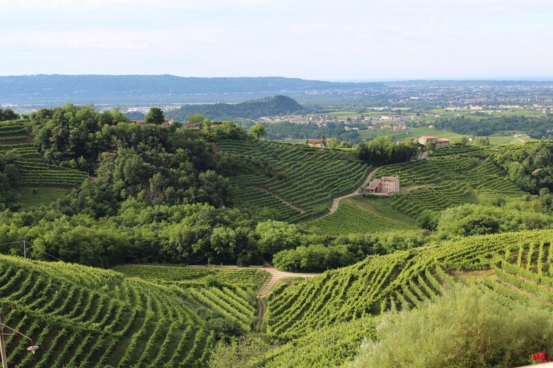 Vineyards on Hillsides — Green, Serene