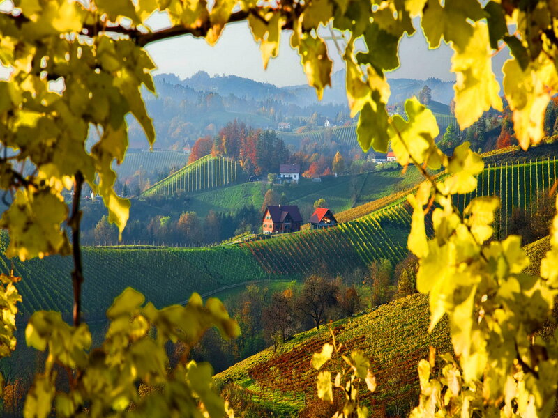 Vineyards on Hillsides