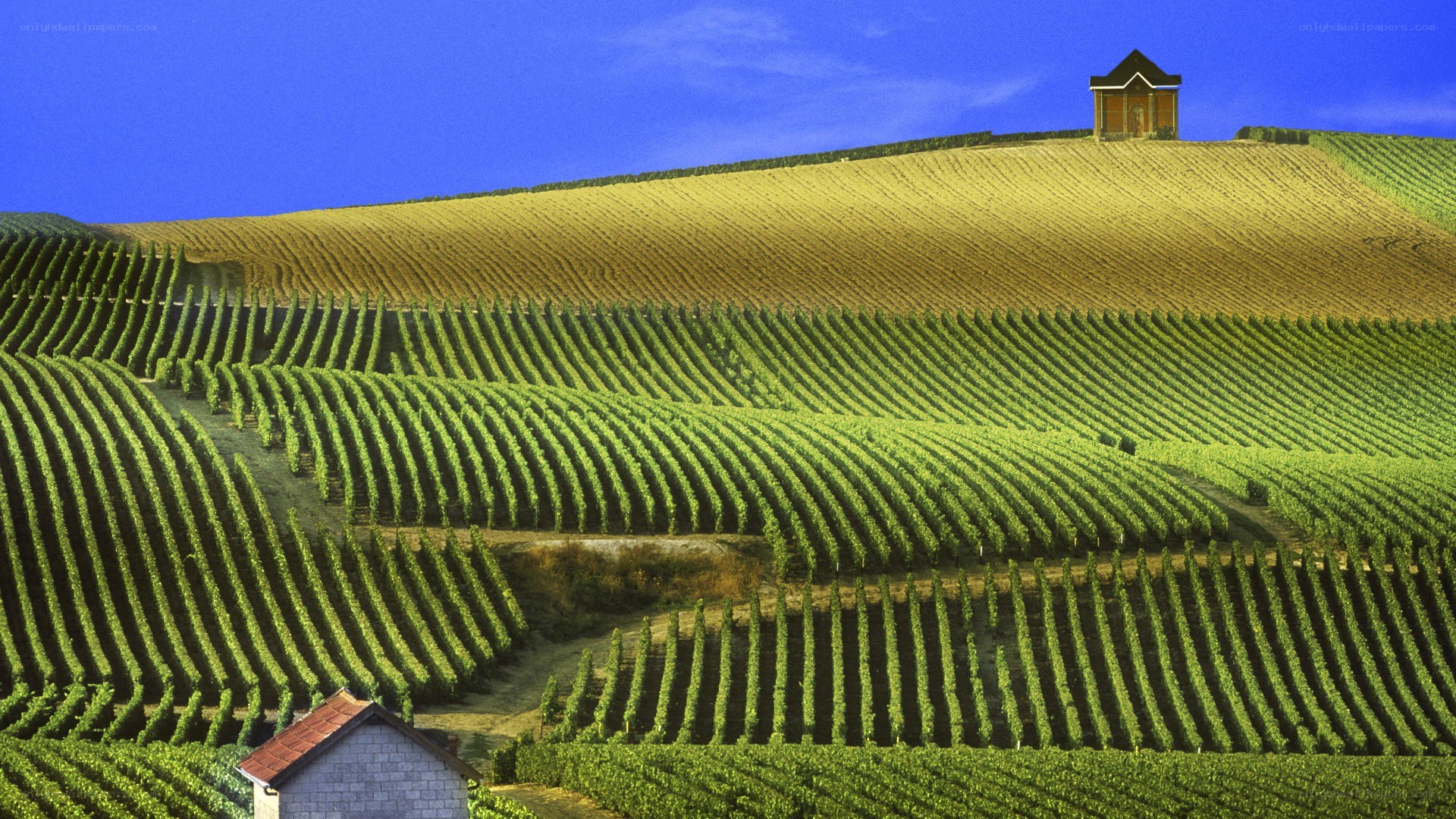 Vineyards on rolling hills