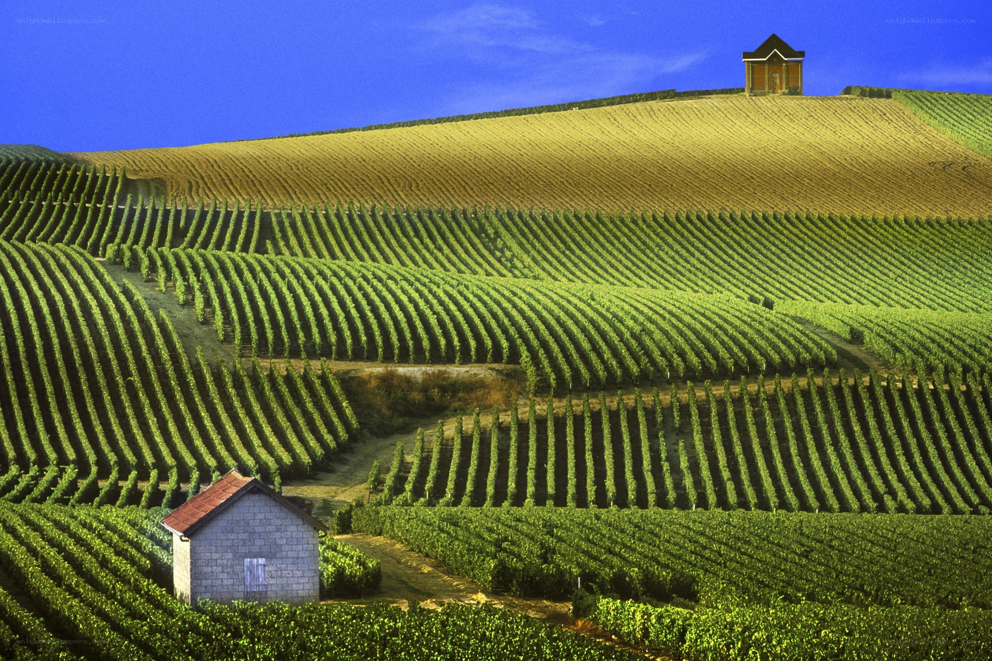 Vineyards on rolling hills