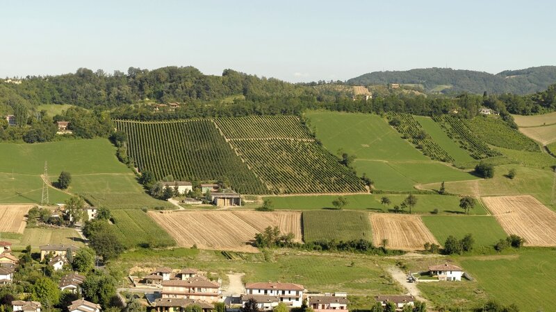Vineyards on rolling hills
