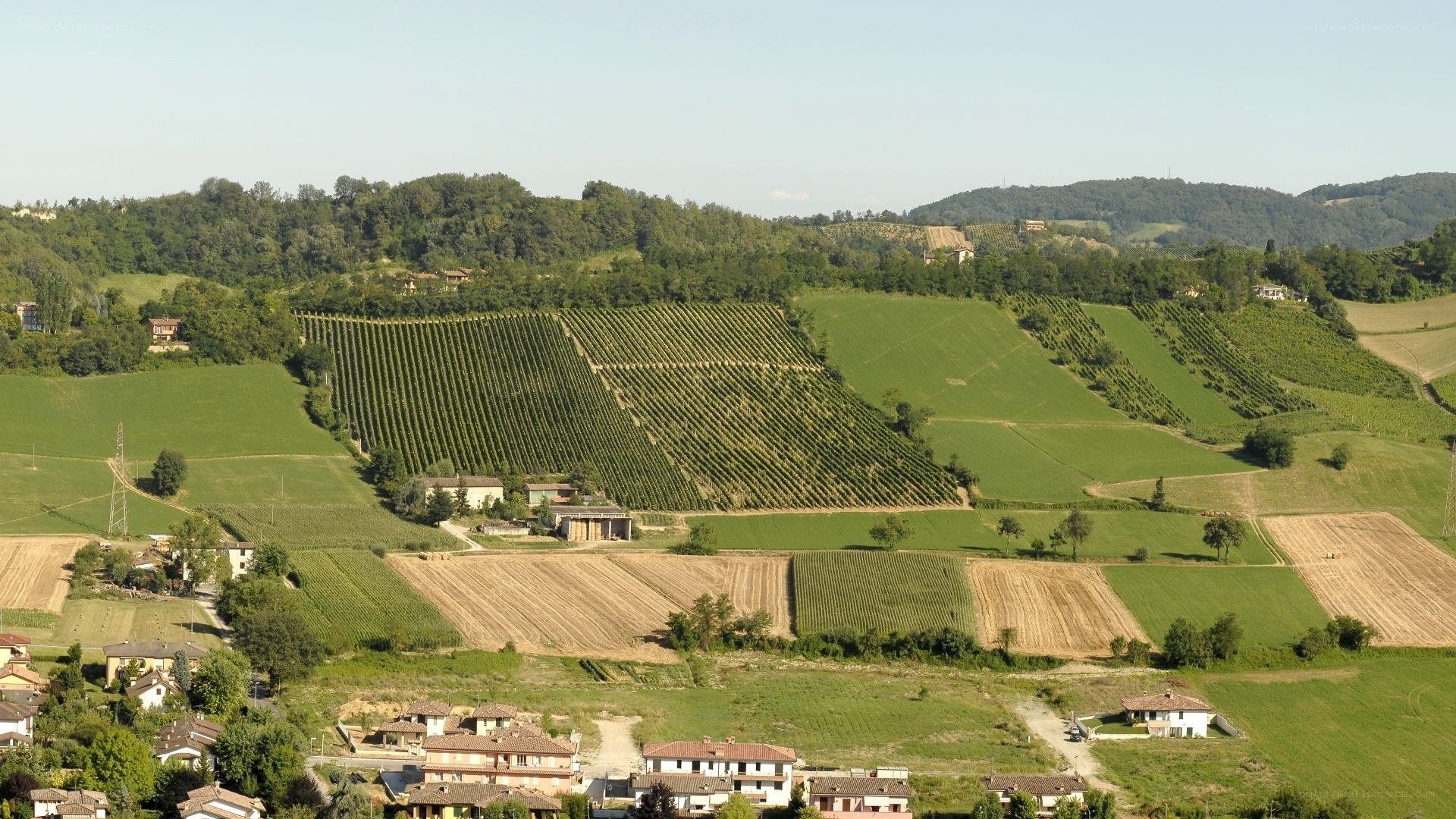 Vineyards on rolling hills