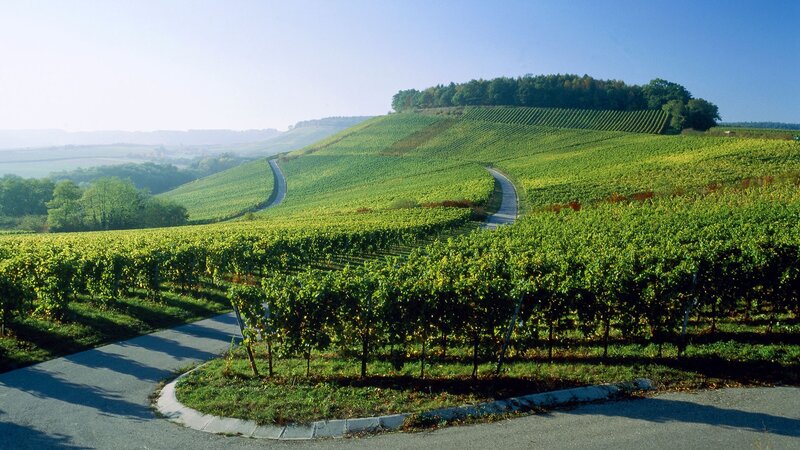 Vineyards on rolling hills