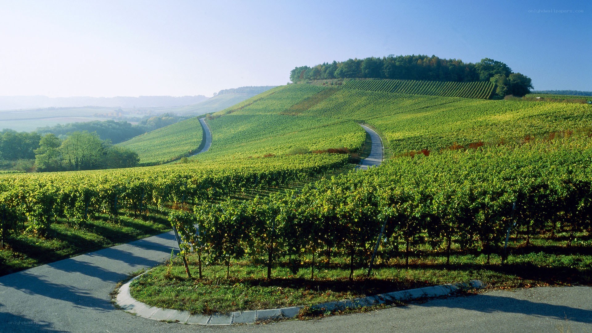 Vineyards on rolling hills
