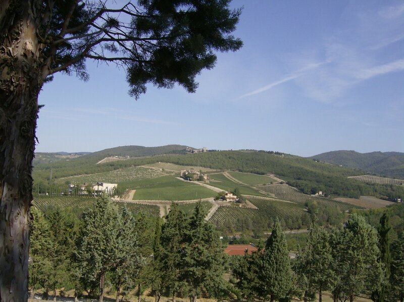 Vineyards on Rolling Hills — Green, Serene, Afternoon