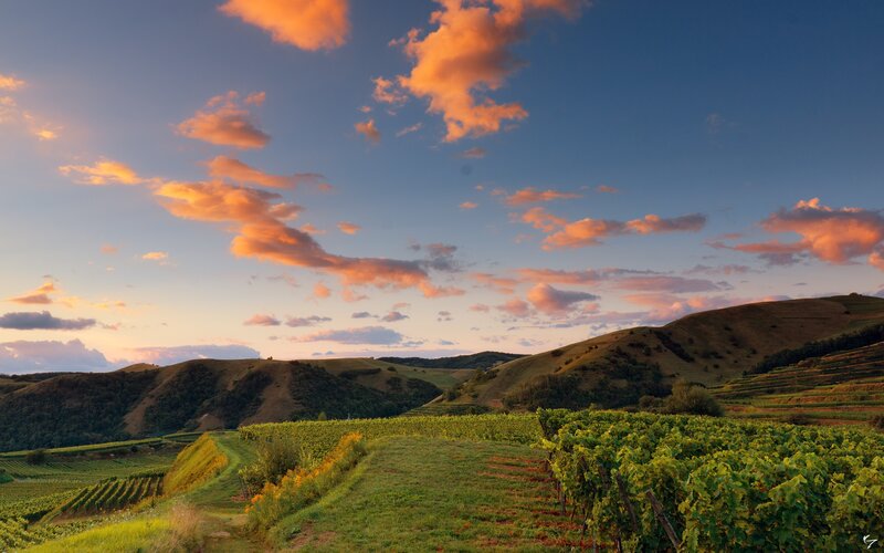 Vineyards on Rolling Hills — Green, Serene