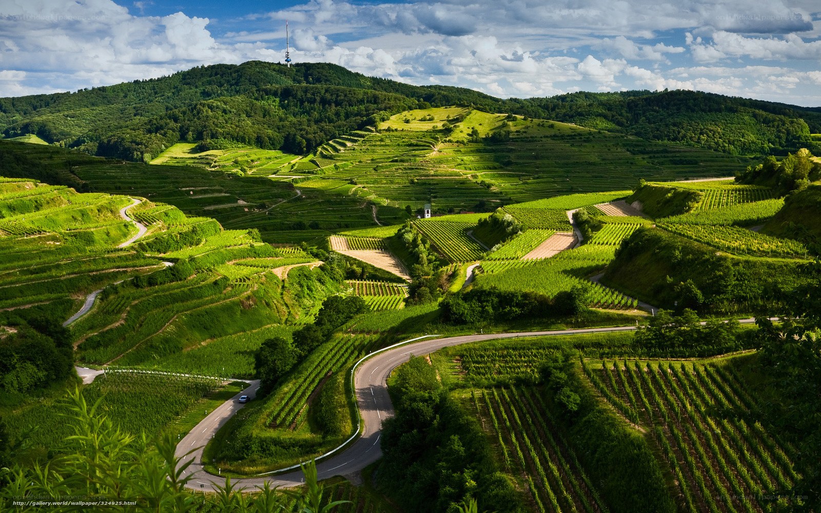 Vineyards on rolling hills