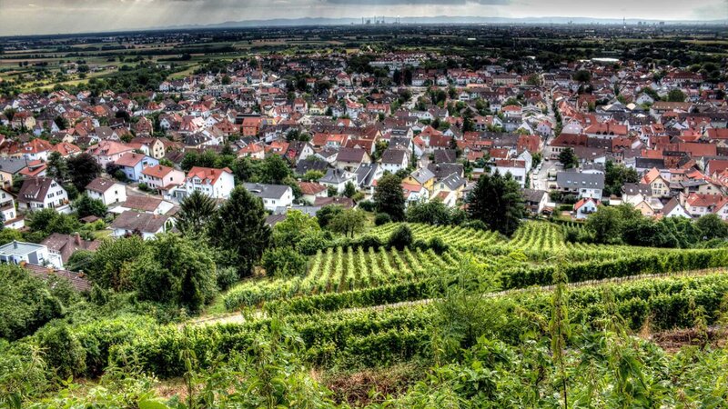 Vineyards Overlooking Town