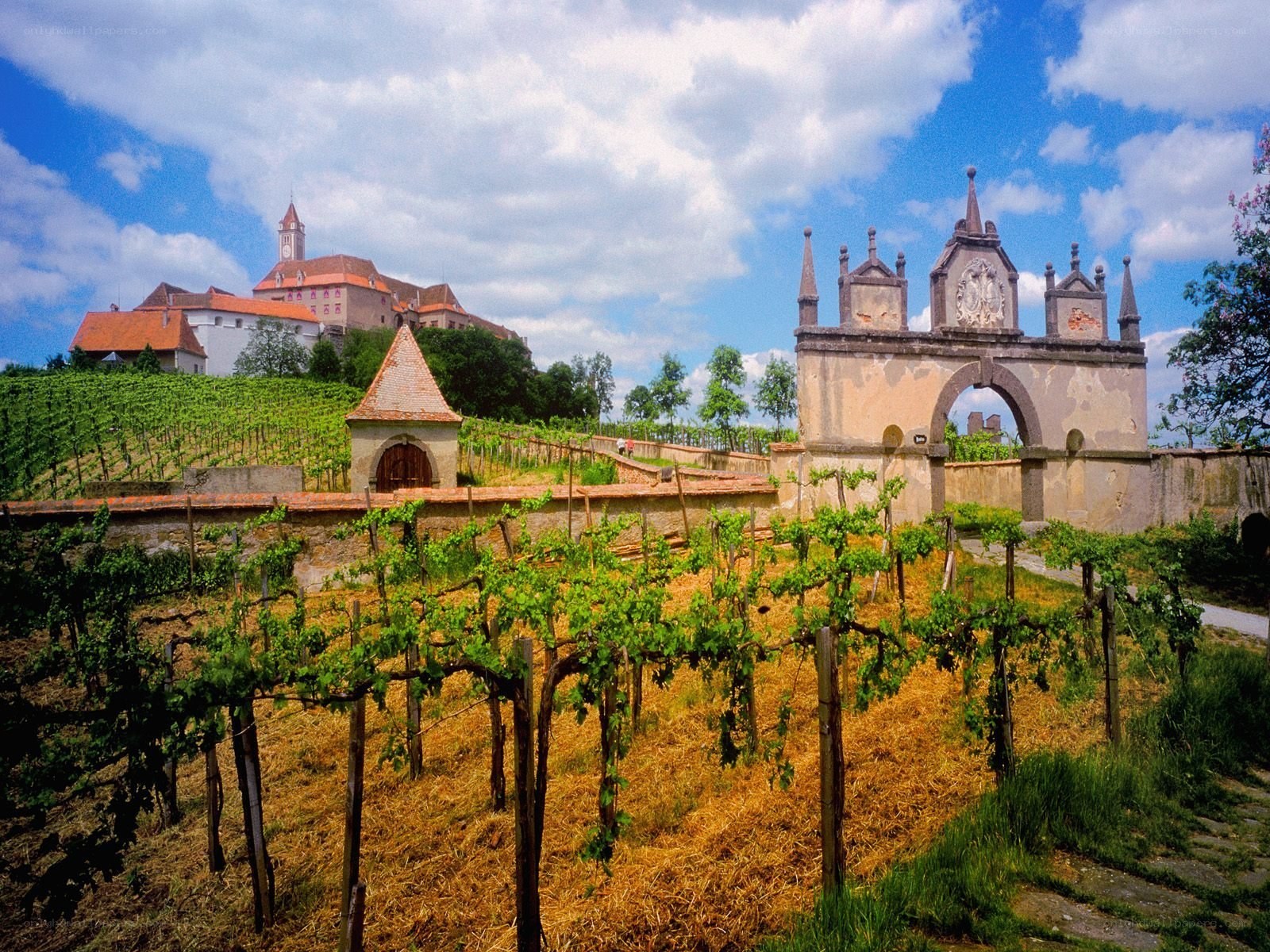Vineyards with castle in background