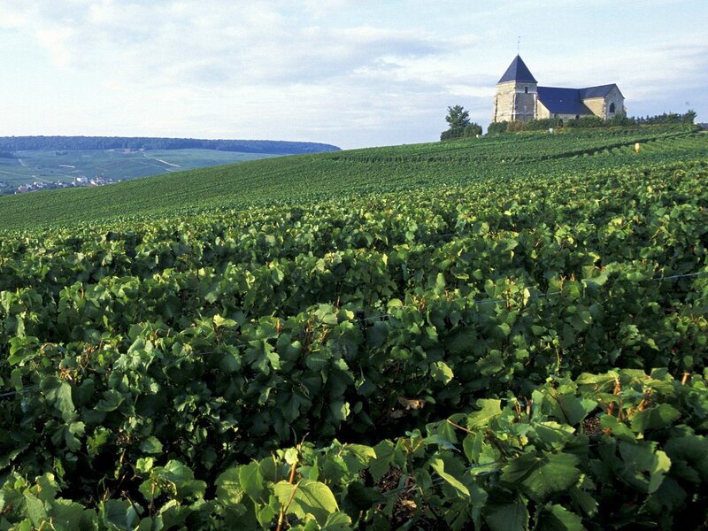 Vineyards with church in background