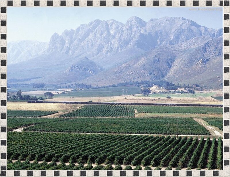 vineyards with mountain backdrop