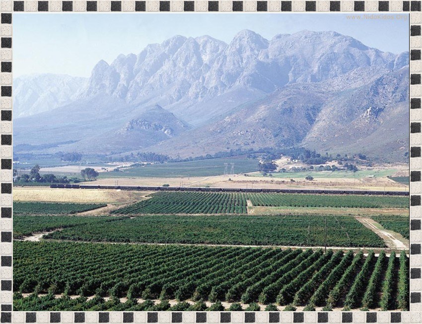 vineyards with mountain backdrop