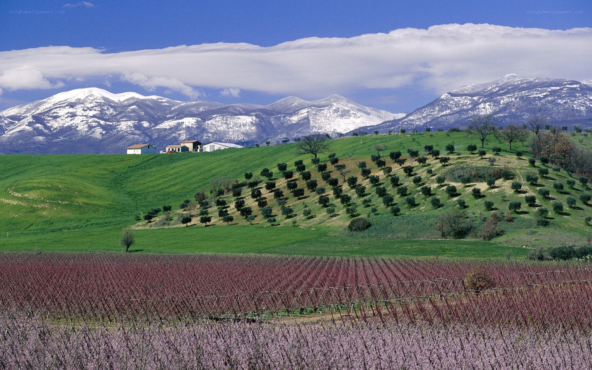 Vineyards with snow-capped mountains