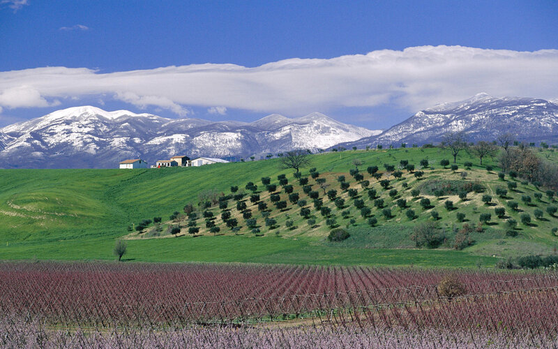 Vineyards with snow-capped mountains