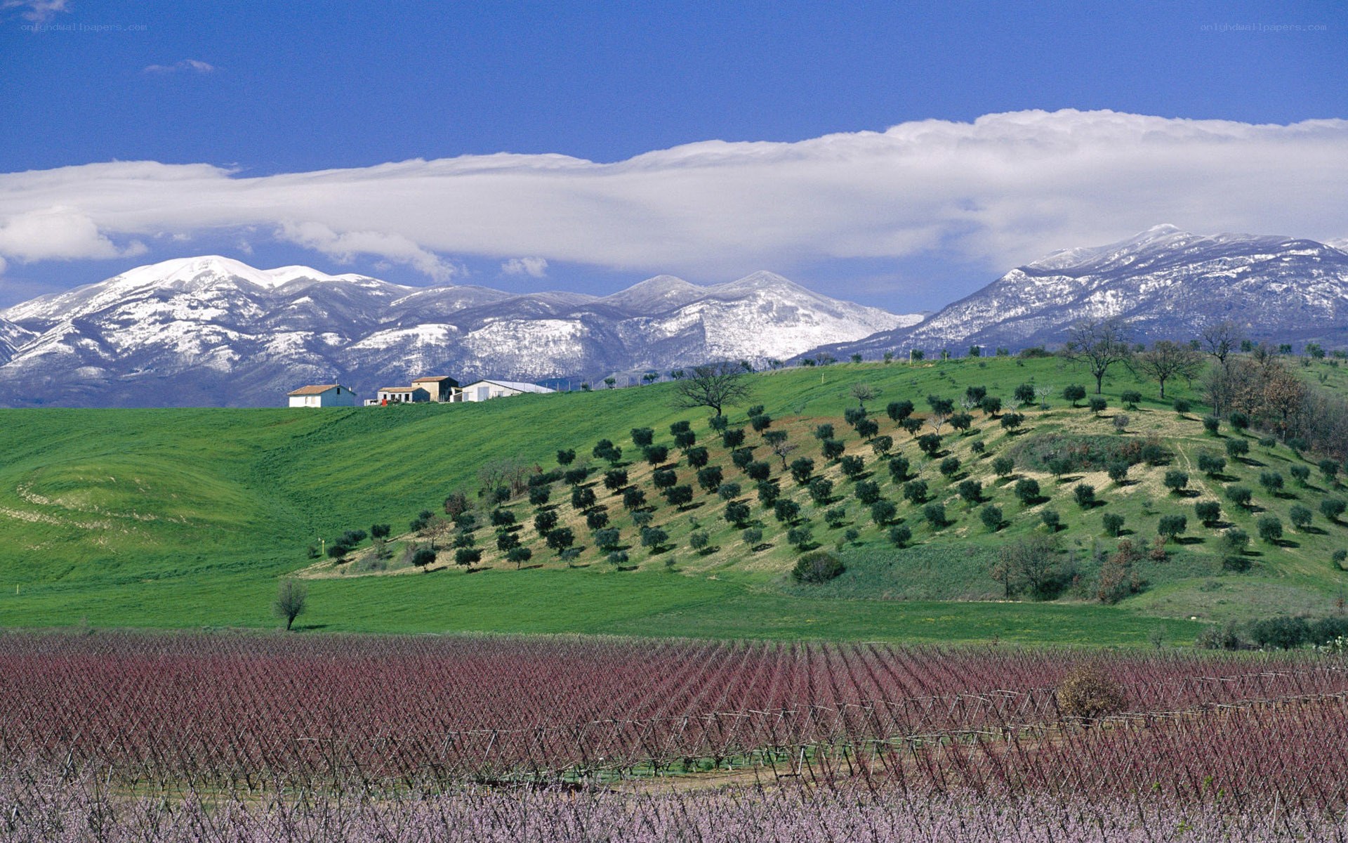 Vineyards with snow-capped mountains