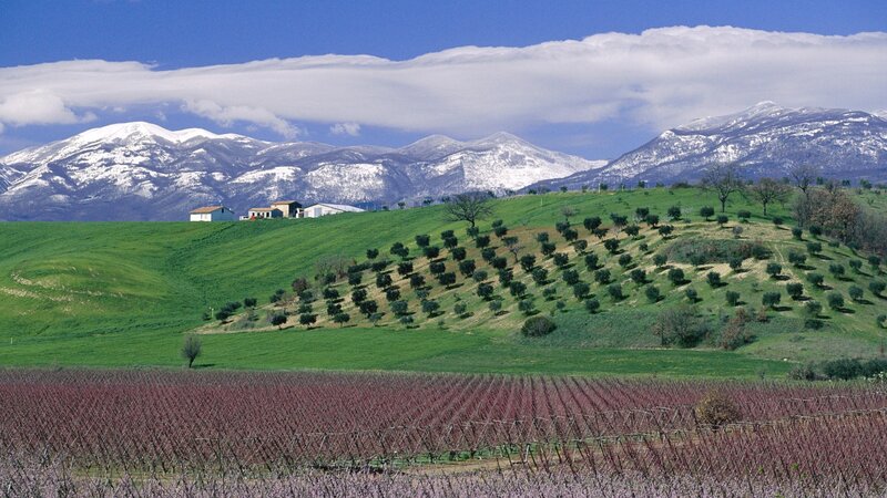Vineyards with snow-capped mountains
