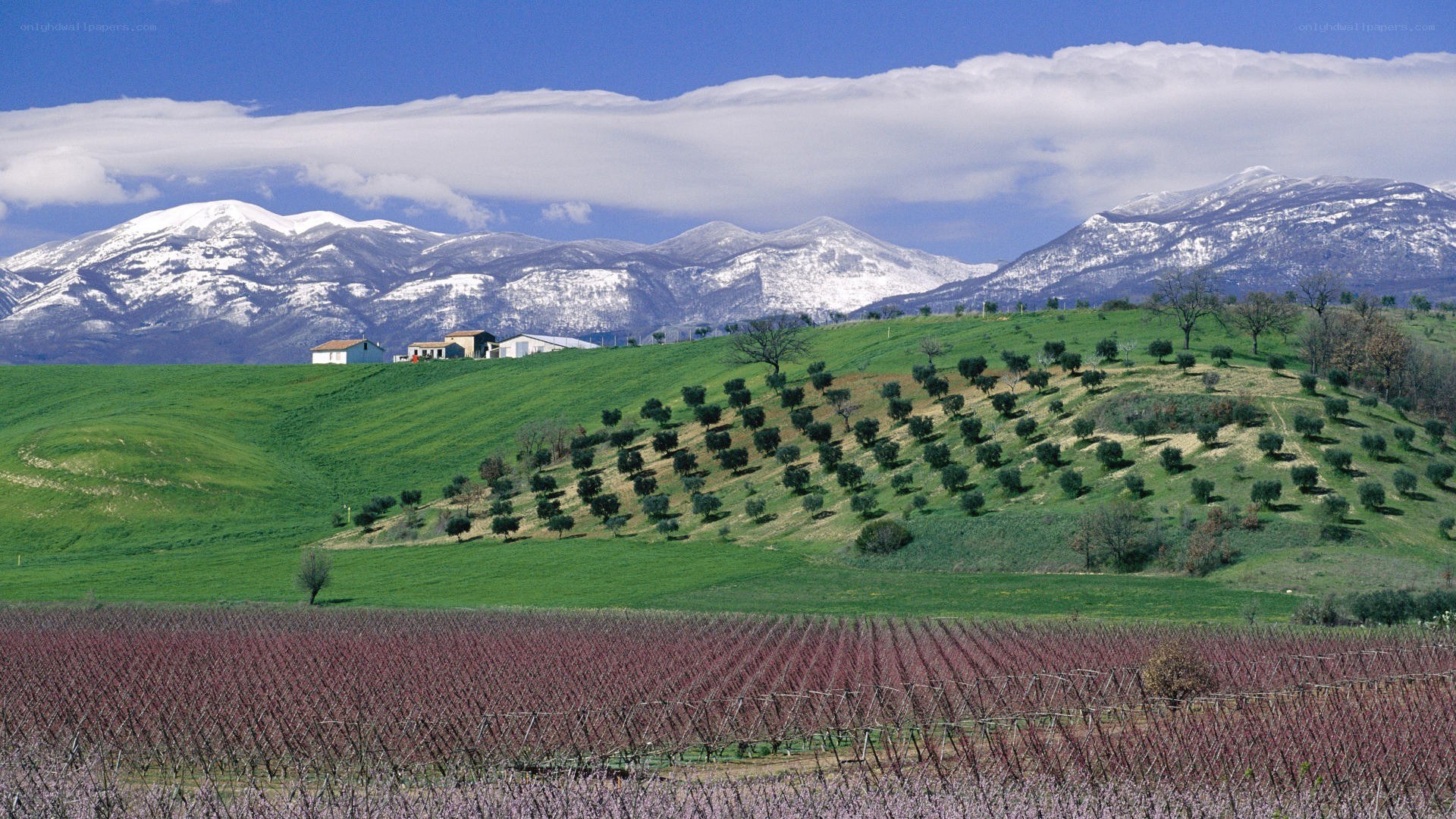 Vineyards with snow-capped mountains