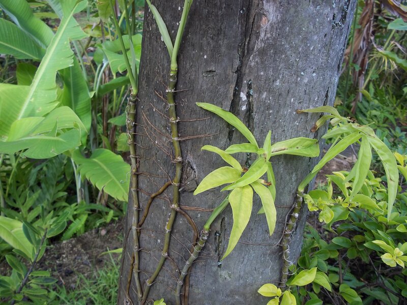 Vining Plant on Tree Trunk