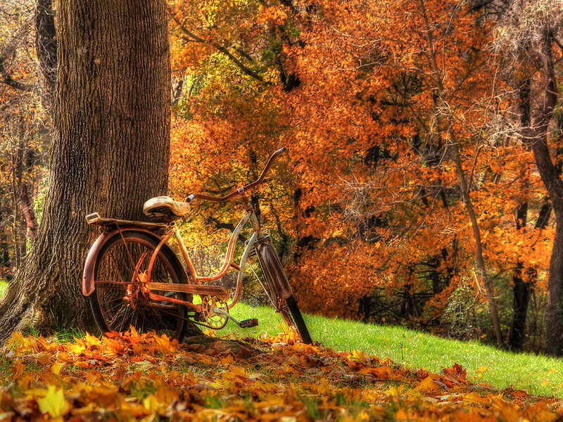 Vintage Bicycle Against Tree