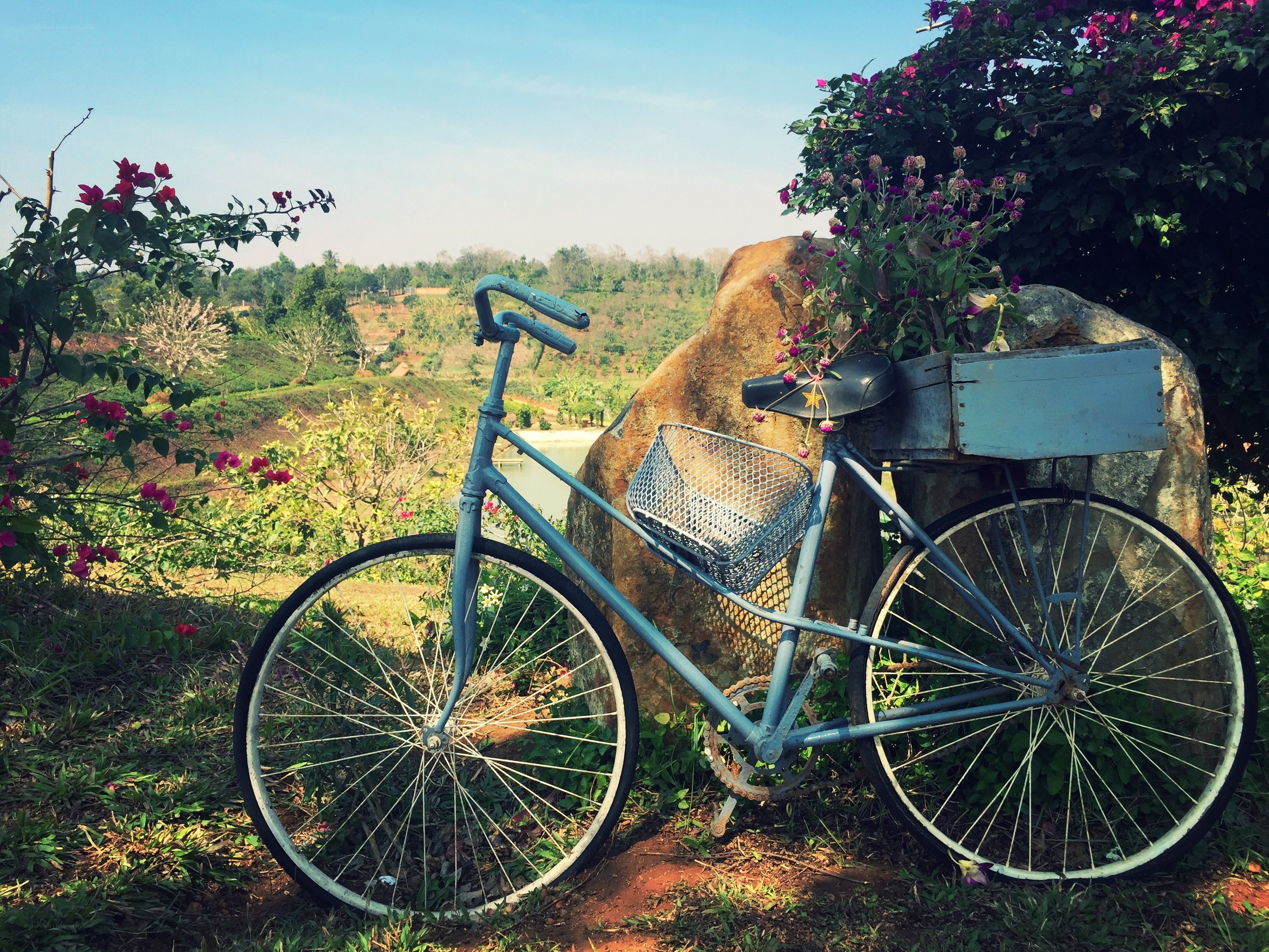 Vintage bicycle in garden