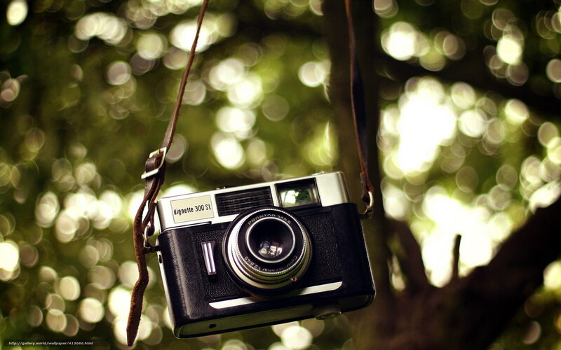 vintage camera hanging in tree