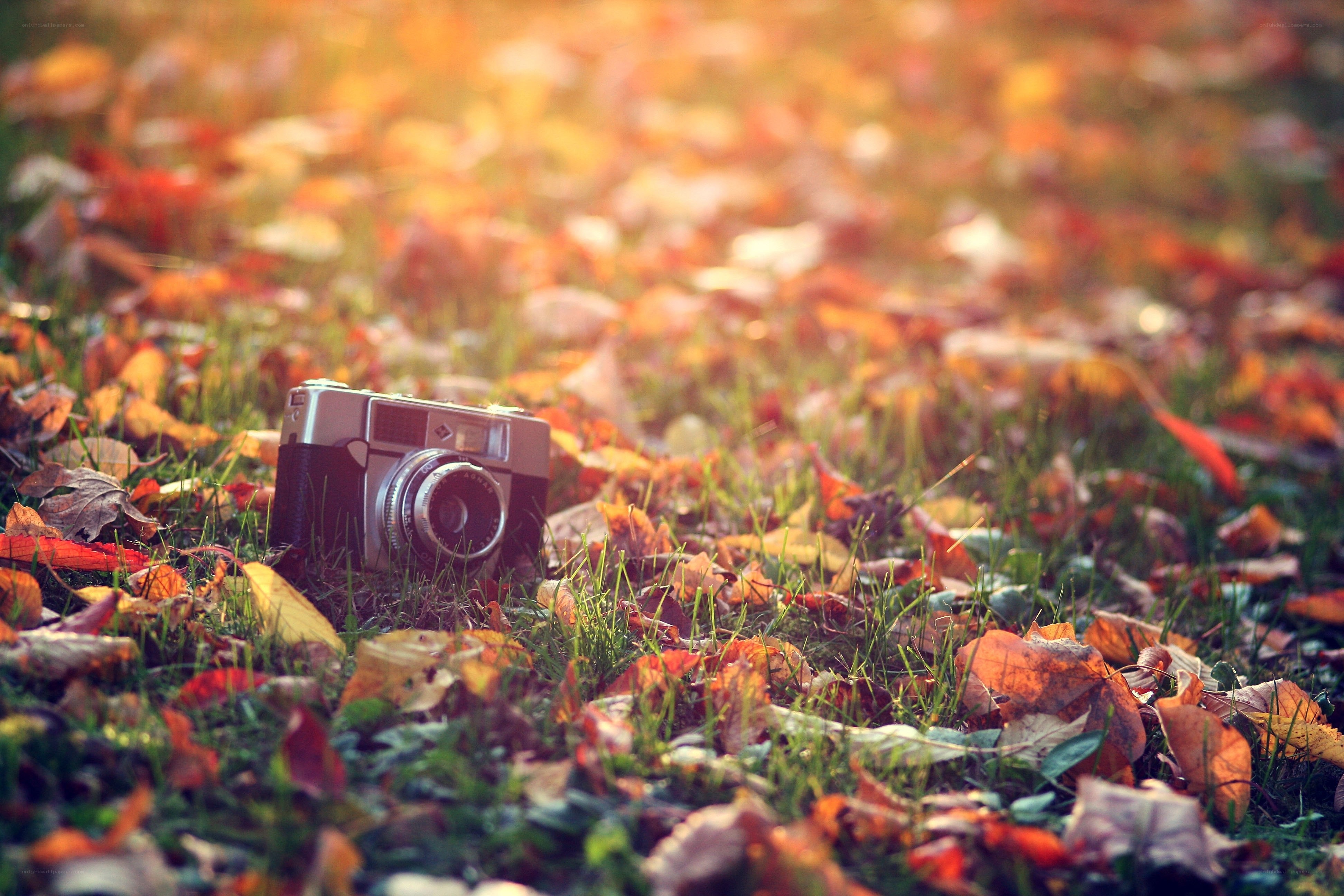 Vintage camera in autumn leaves
