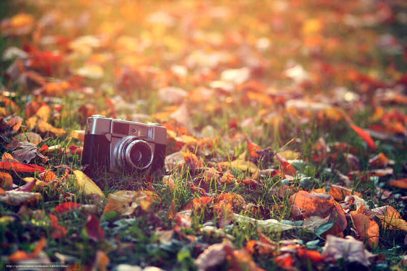 vintage camera in autumn leaves