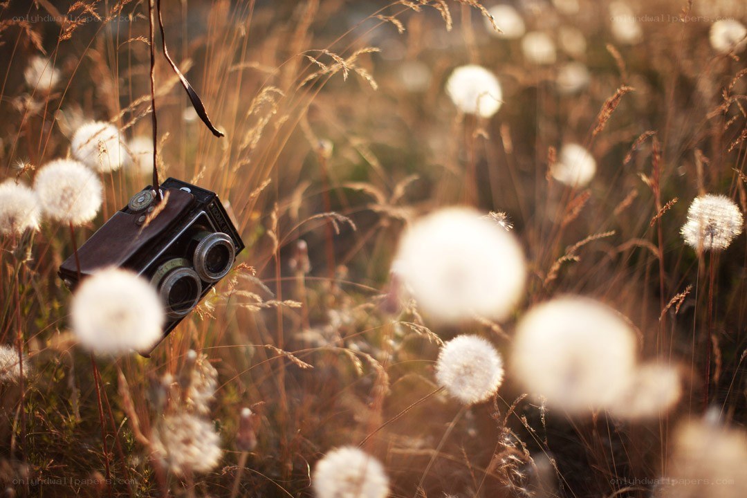 vintage camera in dandelion field