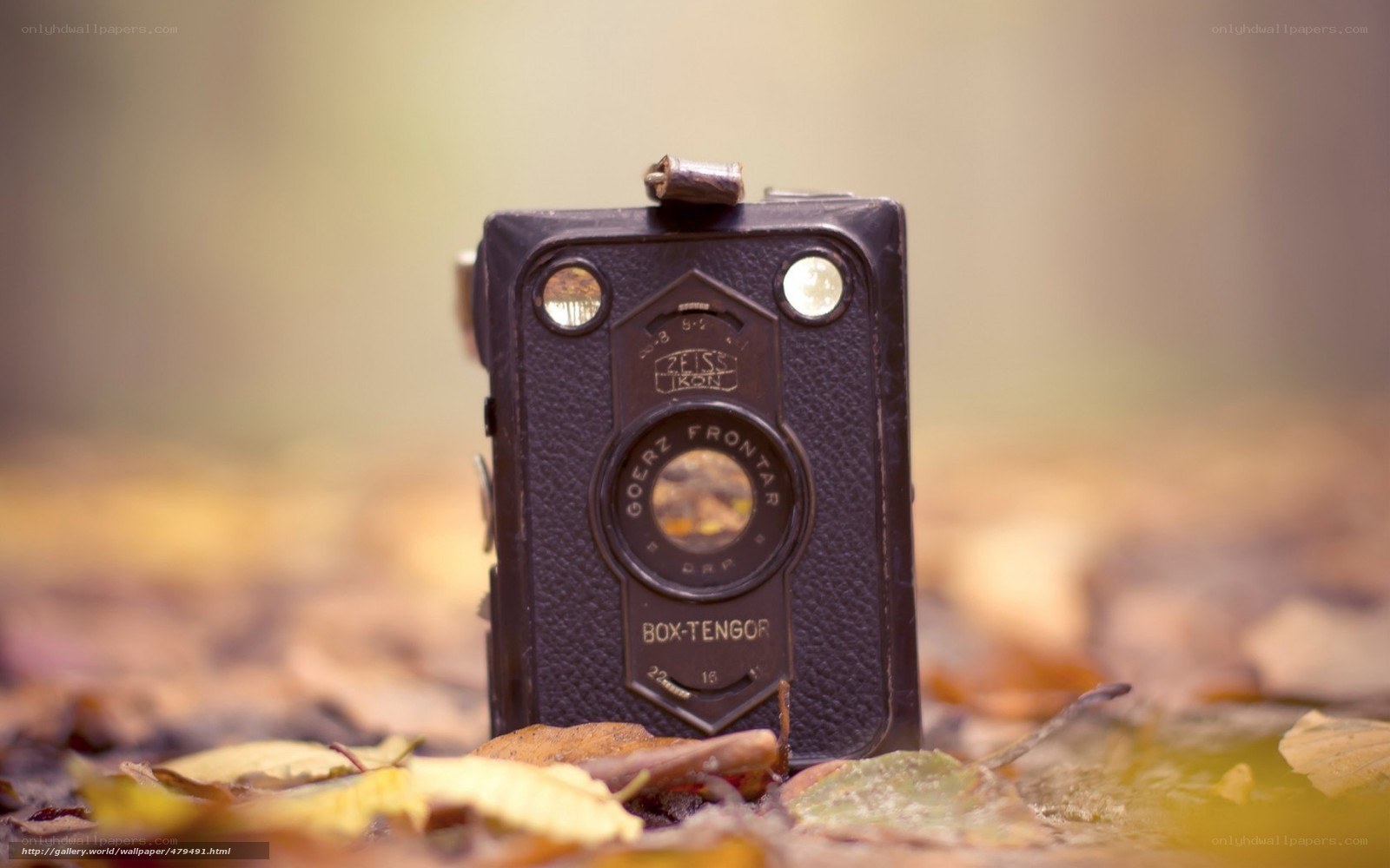vintage camera on autumn leaves