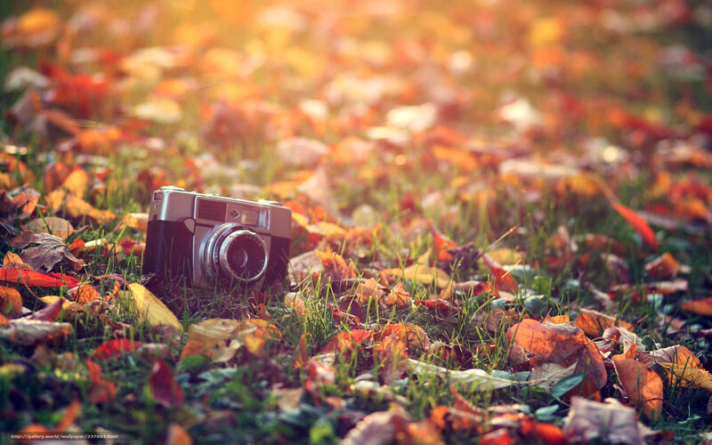 Vintage Camera on Leaves