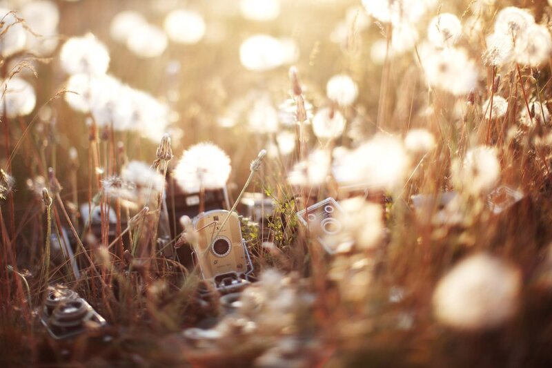 vintage cameras in dandelion field