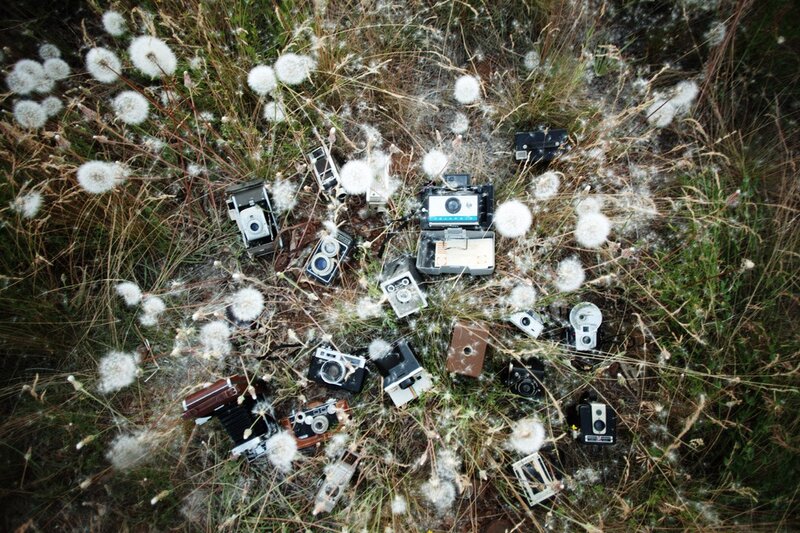 Vintage cameras in dandelion seeds