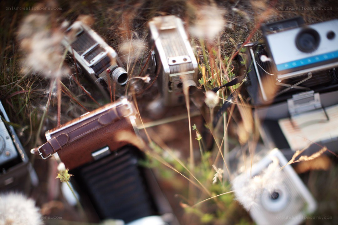 vintage cameras in grass