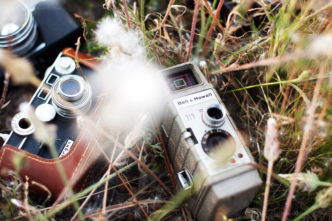 Vintage cameras in grass