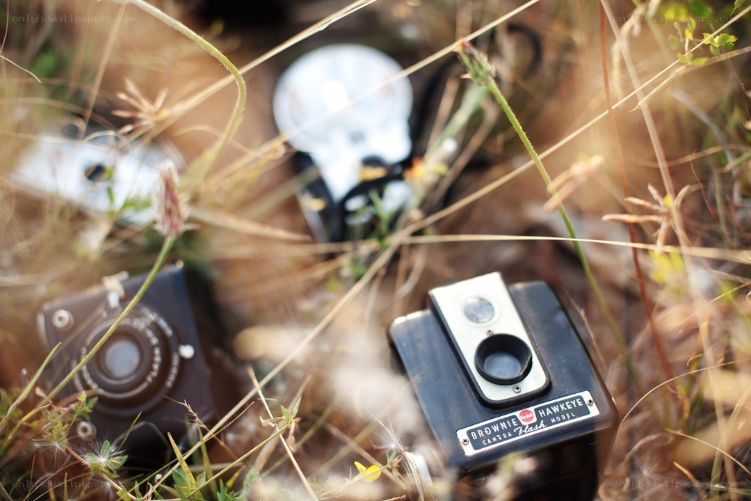 Vintage cameras in grass