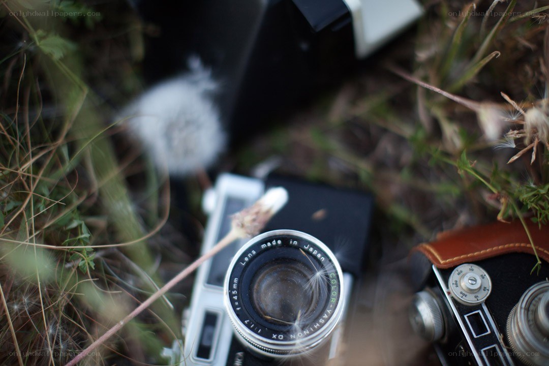 Vintage cameras in grass