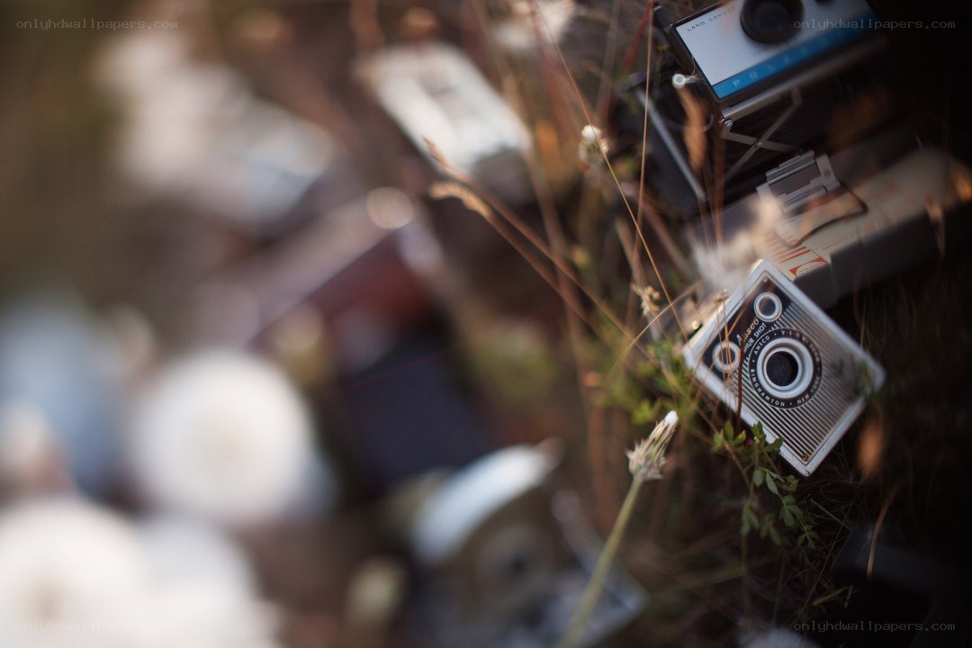 vintage cameras in grass