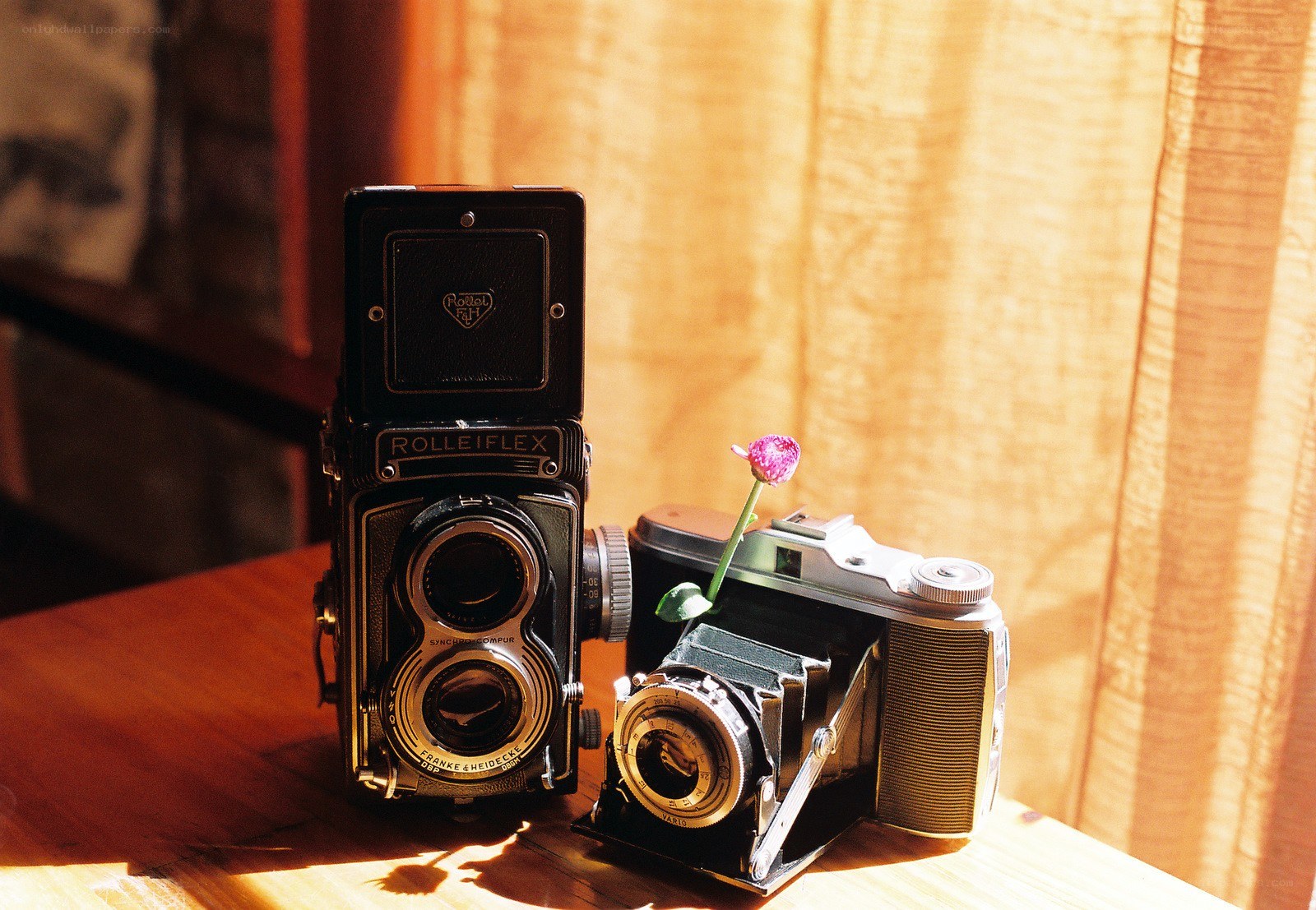 Vintage cameras with a flower