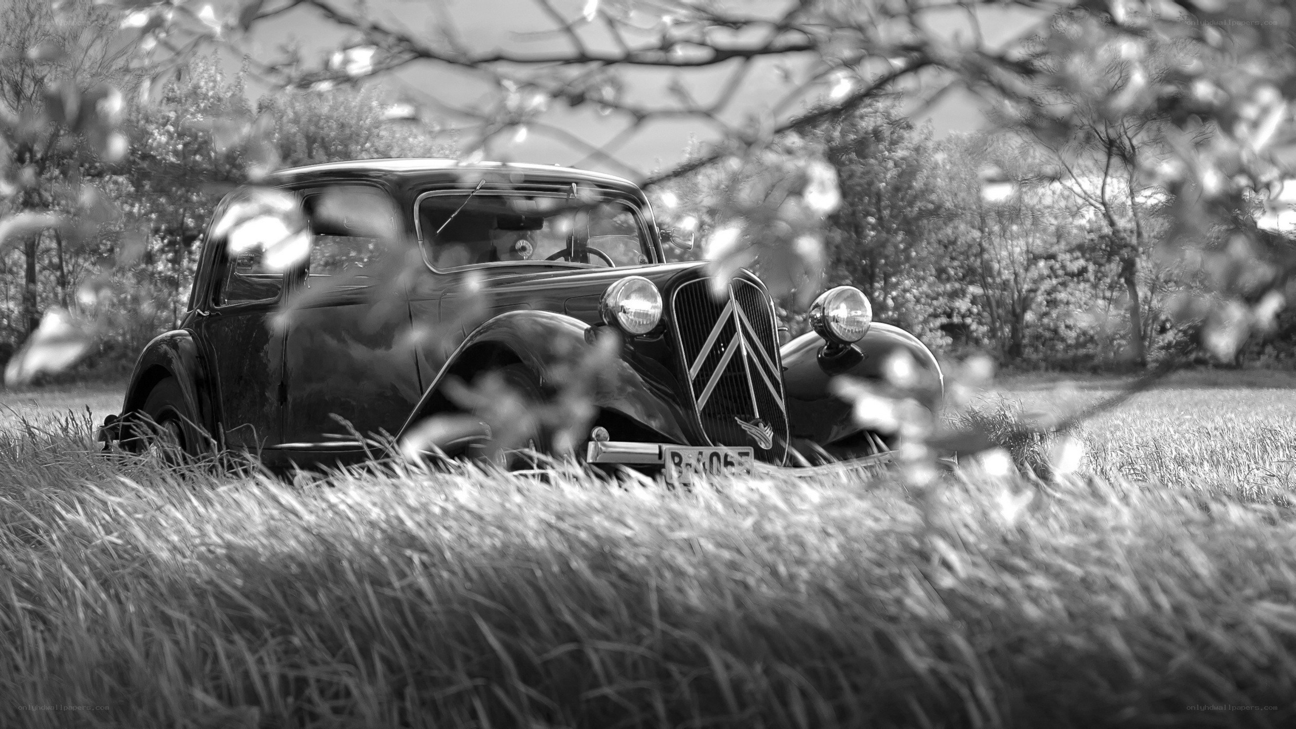 Vintage car in a field