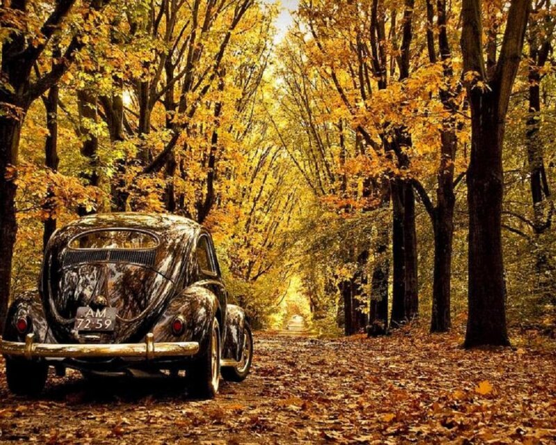 Vintage car in autumn forest