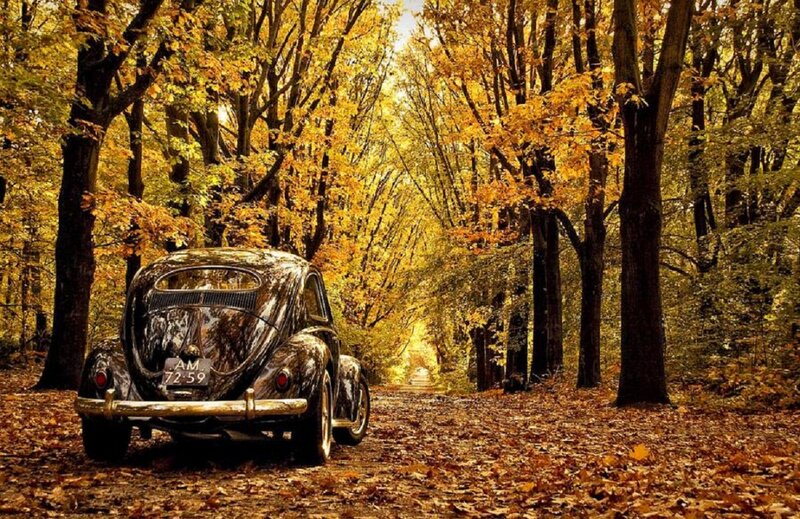 Vintage Car in Forest
