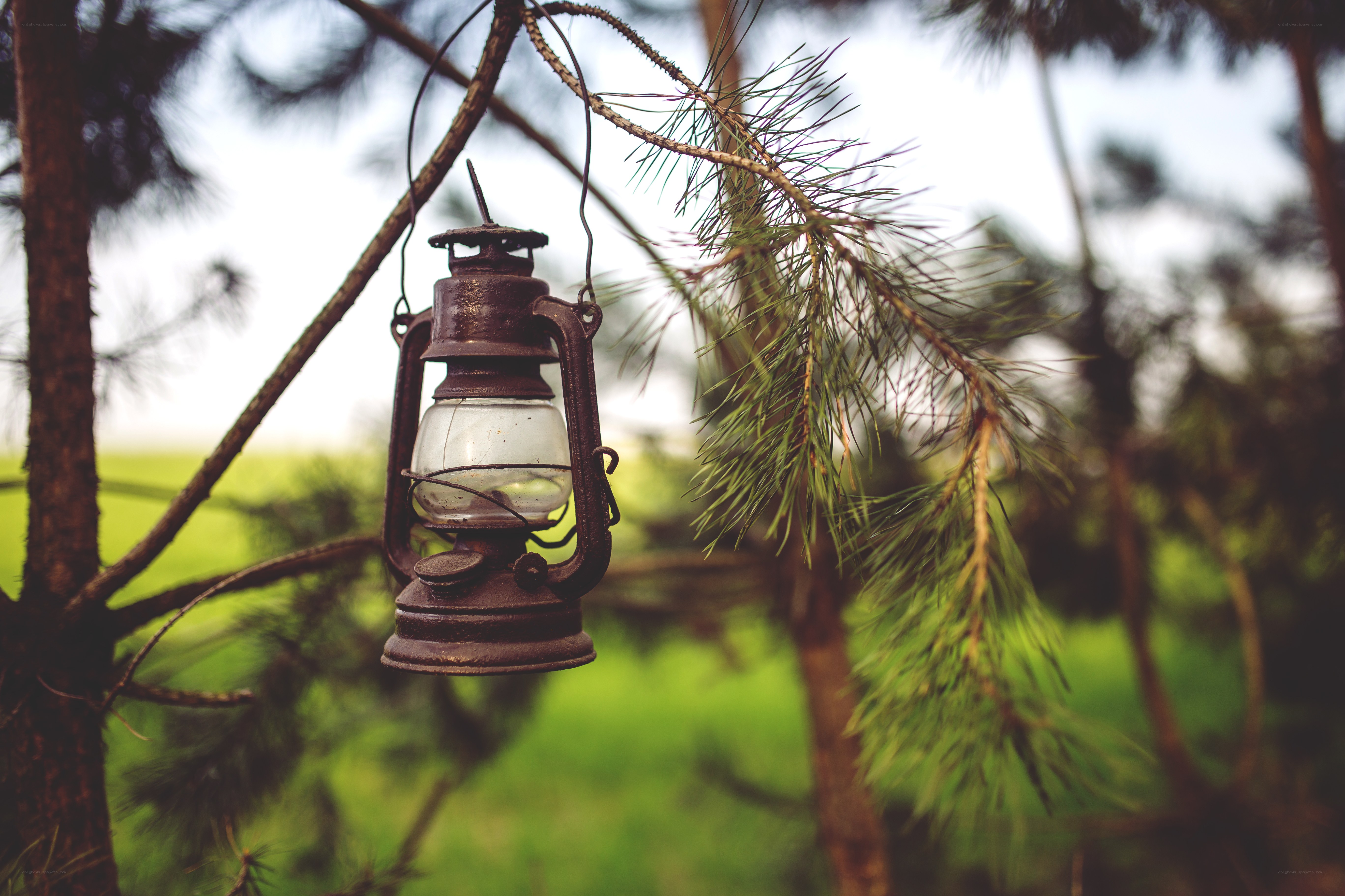 Vintage lantern in pine forest