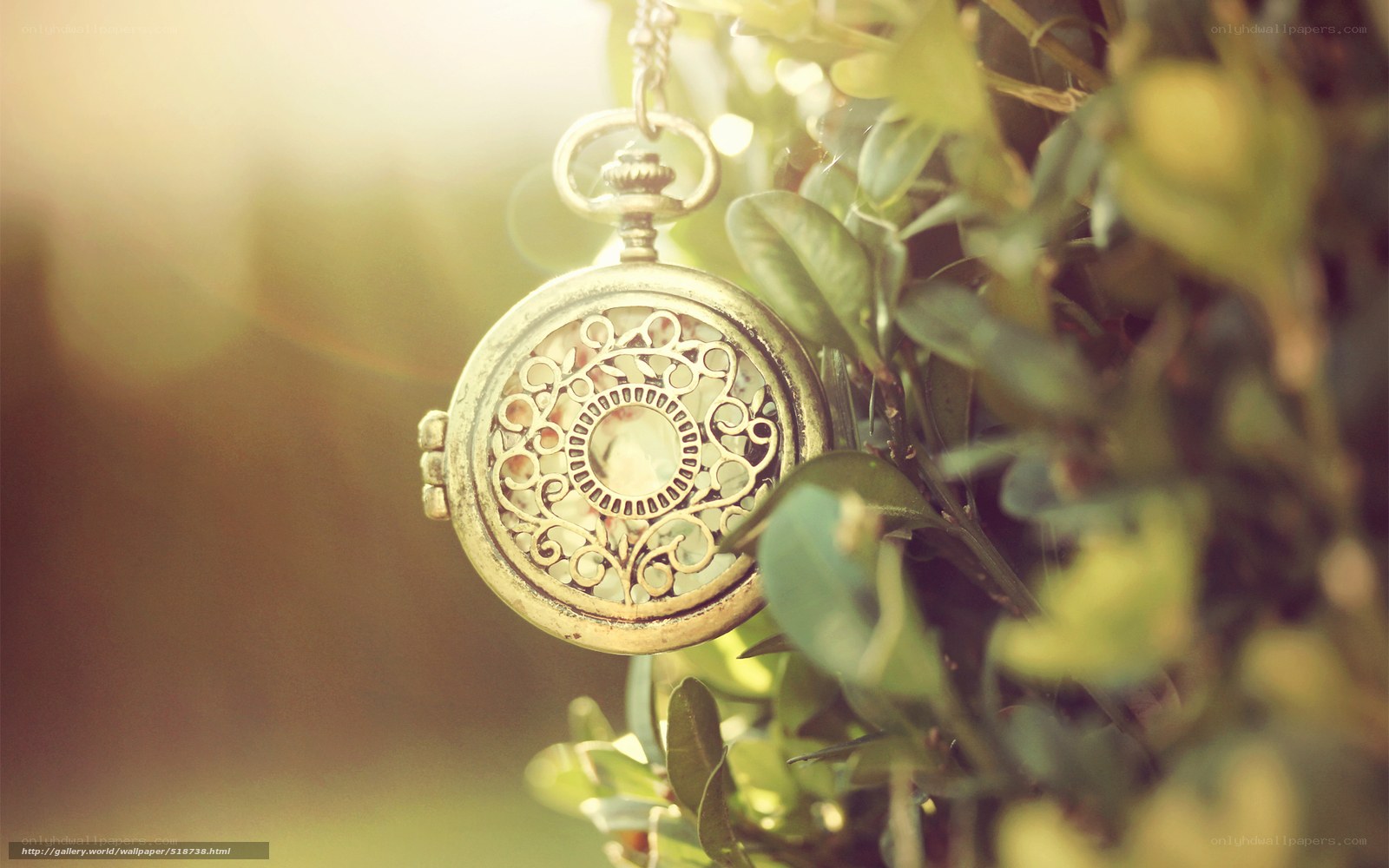 vintage pocket watch in foliage