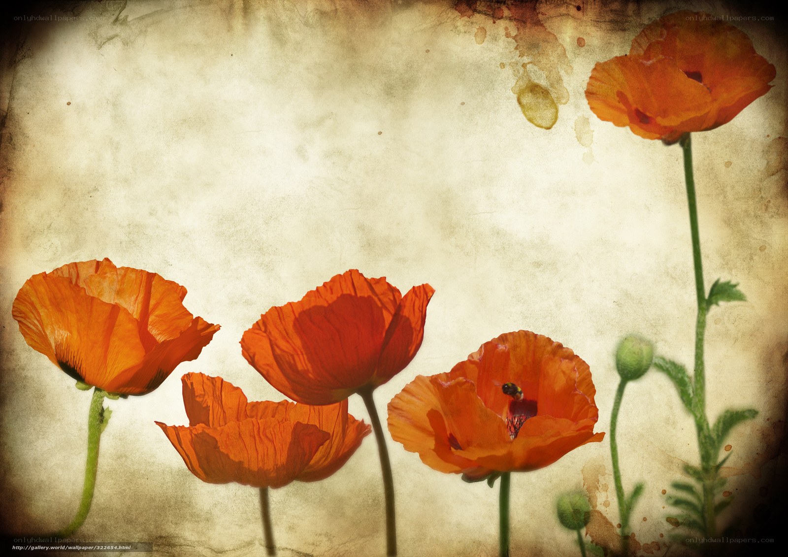 vintage poppy flowers