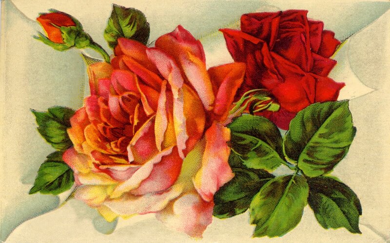 vintage rose illustration