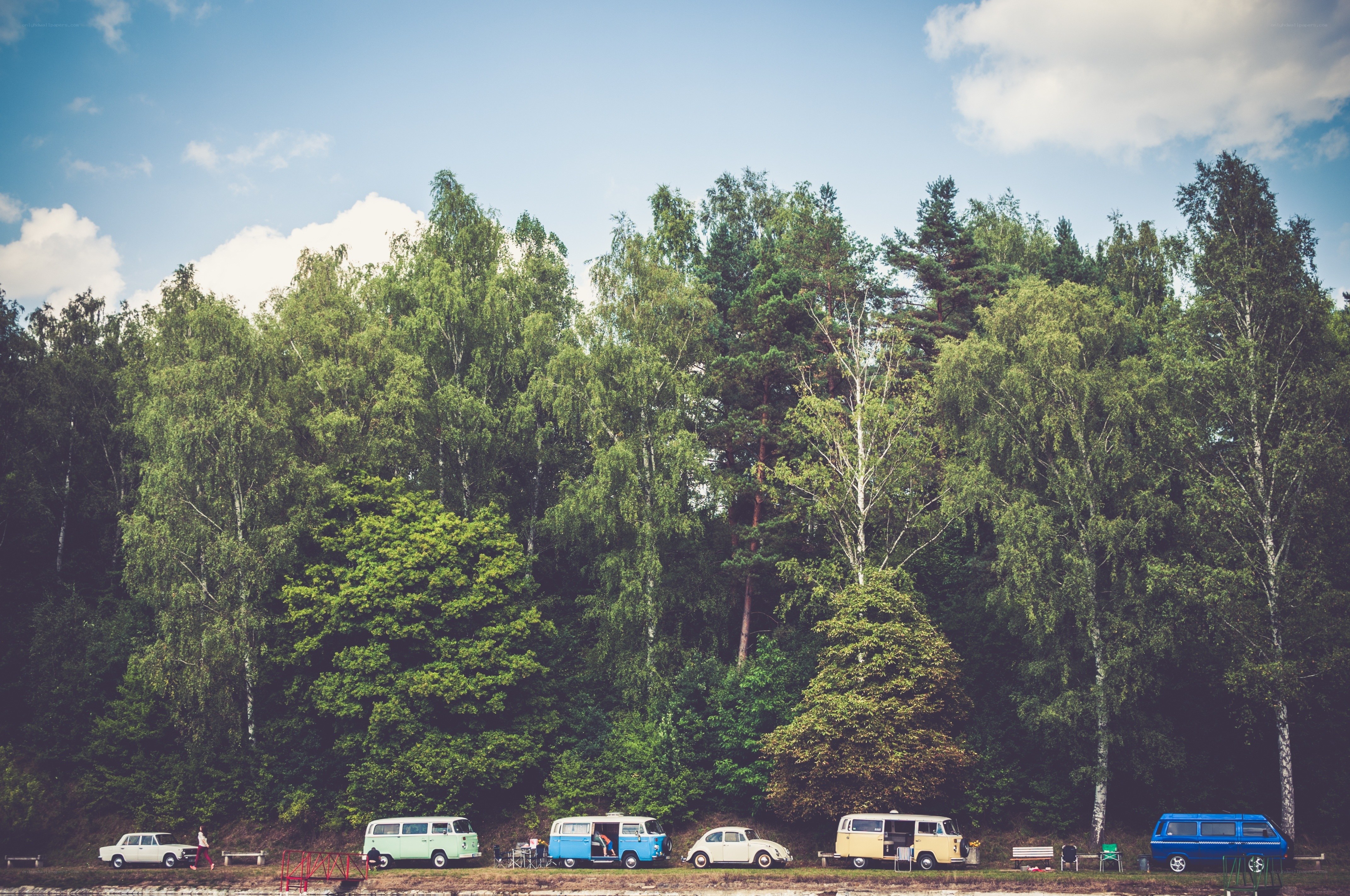 Vintage vans by the forest