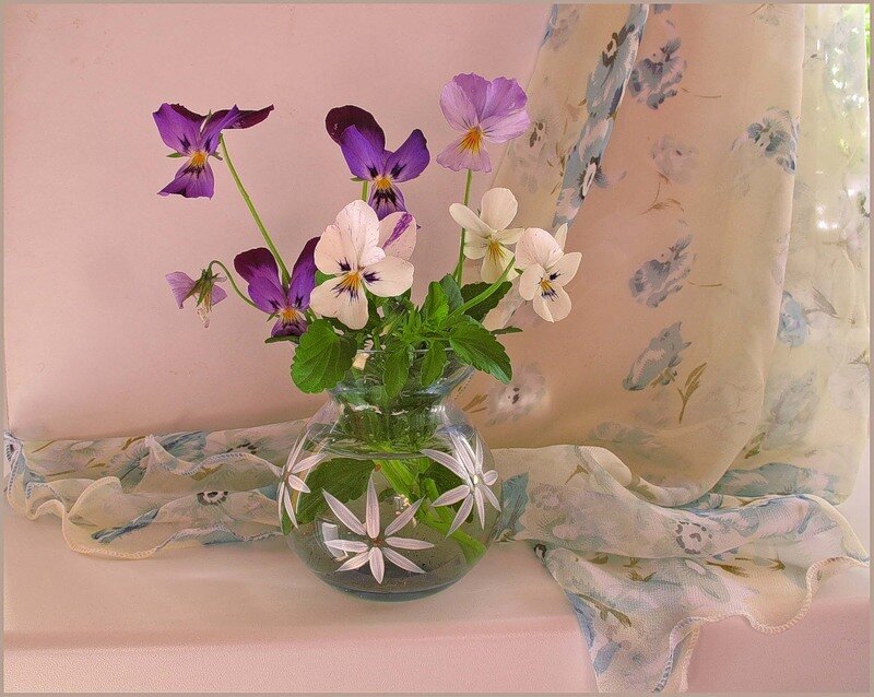 Violet and White Pansies