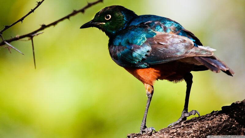 Violet-backed Starling — Blue