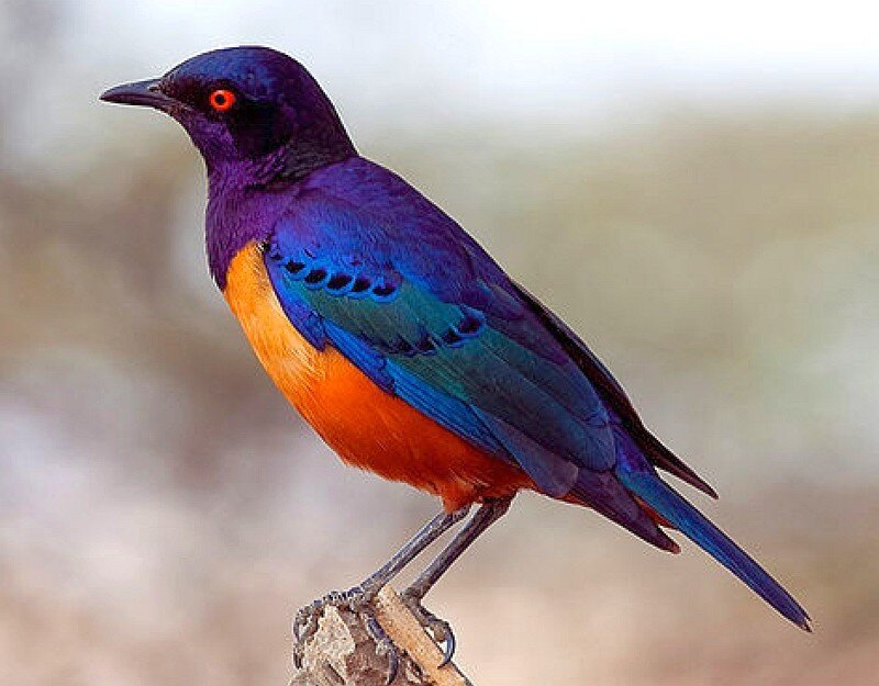 Violet-backed Starling — Purple, Calm