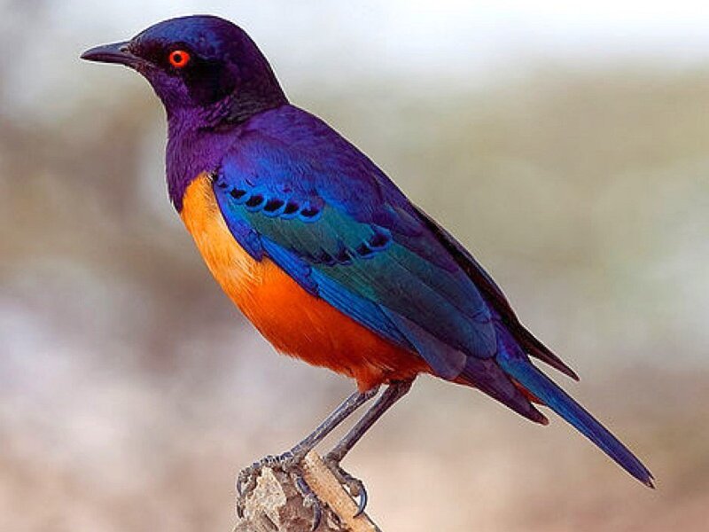 Violet-backed Starling — Purple